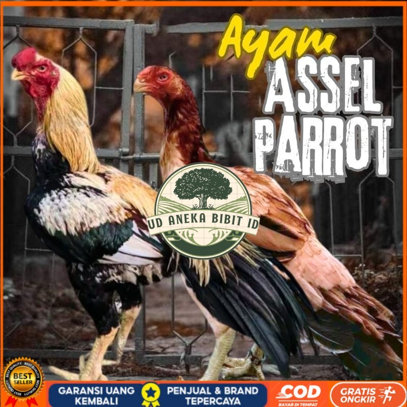 

telur ayam assel Parrot ori bisa untuk di tetaskan UD ANEKA BIBIT ID