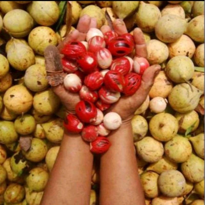 

..Buah pala fres/sehat . tanpa kupas 1000gram . herbal dan bahan manisan