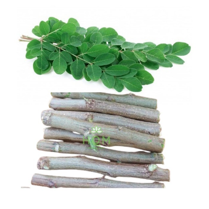 

Bibit Stek Tanaman Daun Kelor Atau Moringa