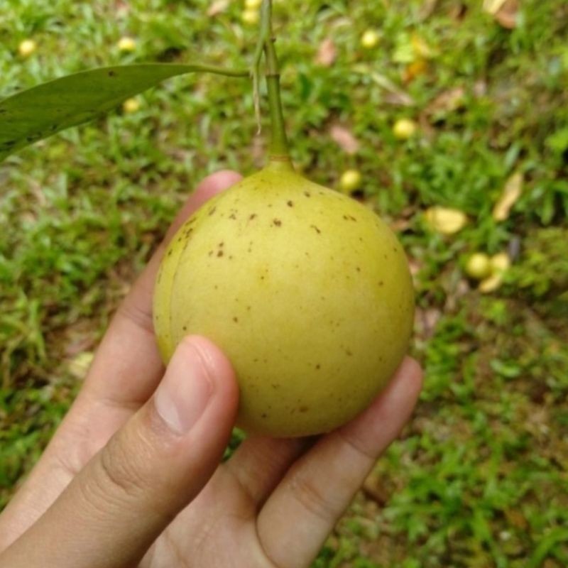 

BUAH PALA SEGAR 1 KG BULAT SUPER YL