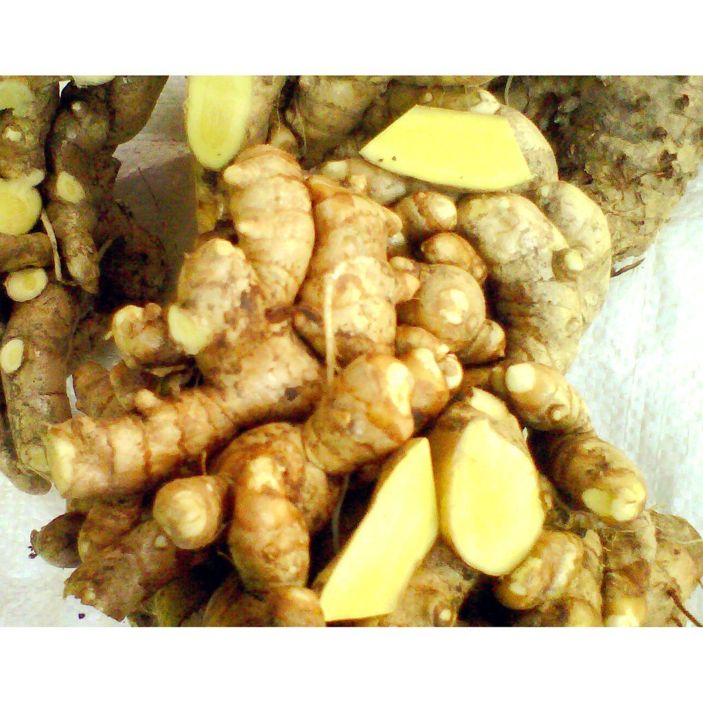 

KUNYIT MANGGA/TEMU MANGGA (CURCUMA MANGGA) 1KG SEGAR