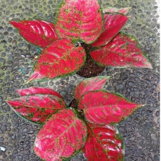 tanaman aglonema red king