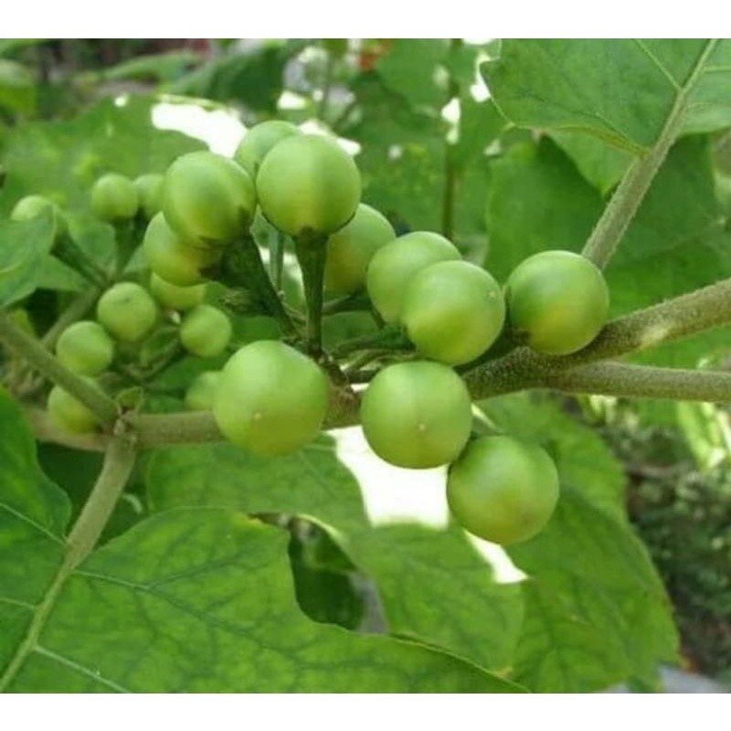 

jual buah tekokak/250g