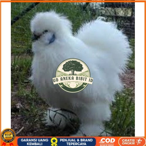 

TELUR AYAM HIAS KAPAS untuk di tetaskan UD ANEKA BIBIT ID