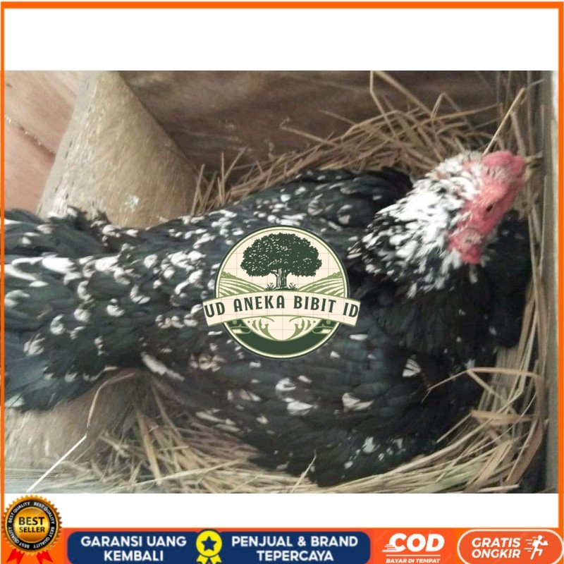 

telur Ayam Bangkok Clasik ekor lidi Fertil terlaris UD ANEKA BIBIT ID