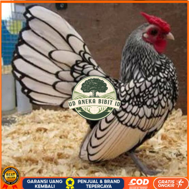 

TELUR FERTIL AYAM BATIK ITALY UNTUK DI TETASKAN UD ANEKA BIBIT ID