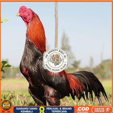 

Telur ayam bangkok super petarung aduan fertil siap ditetaskan UD GHANIYY BIBIT ID