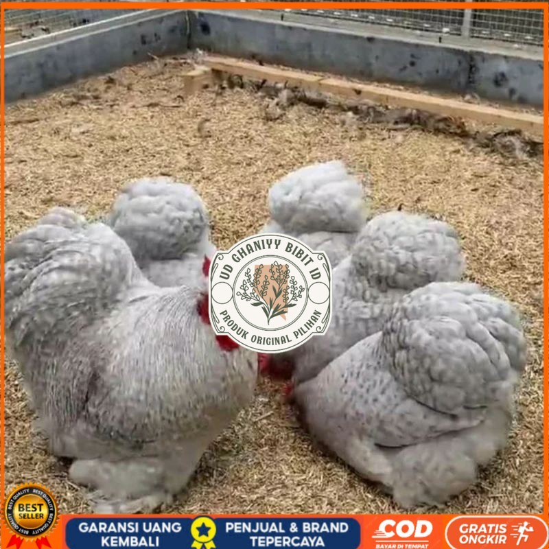 

TELUR AYAM BANTAM CHOCIN untuk di tetaskan UD GHANIYY BIBIT ID