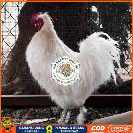 

Telur ayam kapas / telur ayam hias / telur fertil siap kirim UD GHANIYY BIBIT ID