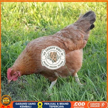 

Telur ayam elba / telur ayam hias / telur ayam fertil siap cod UD GHANIYY BIBIT ID