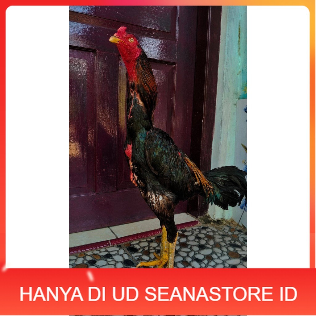

Telur ayam shamo jepang bangkok aduan siap ditetaskan - ayam-shamo UD SEANASTORE ID