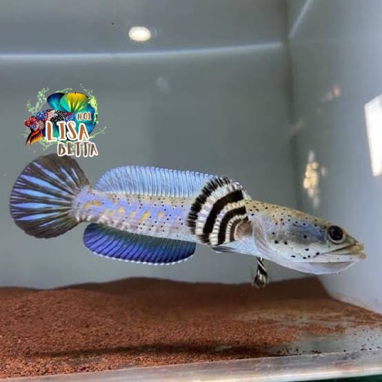 Dekorasi aquarium Channa blue pulchra 10-12 cm singel tank flaring - 7-8 cm premium