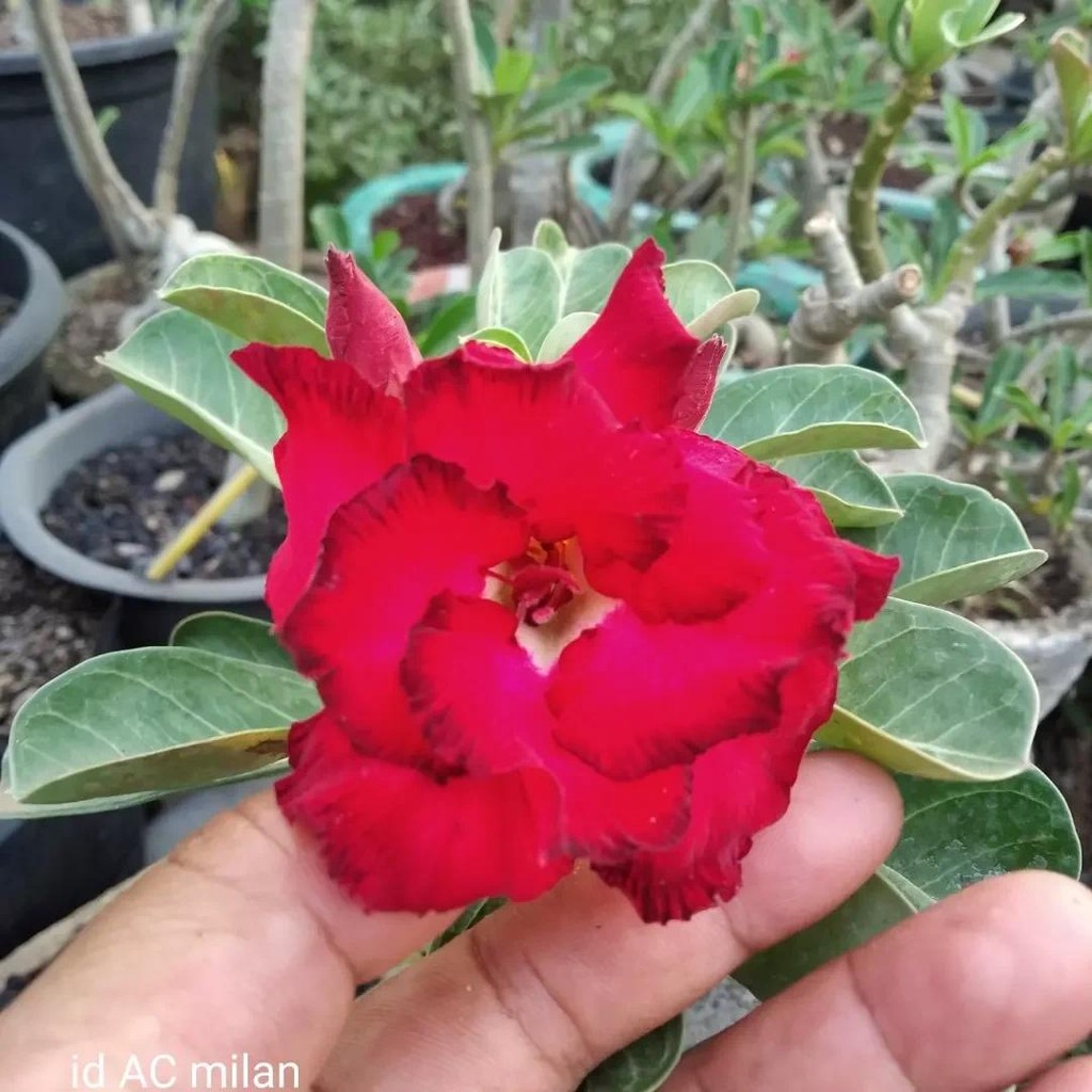 BUNGA ADENIUM GRAFTINGAN SAMBUNGAN BUNGA TUMPUK