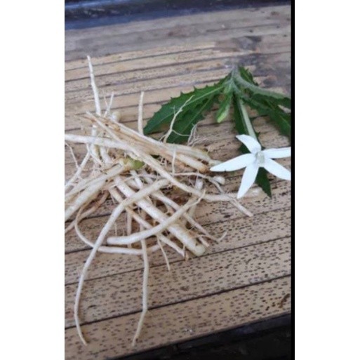 

Akar kitolod segar250gr