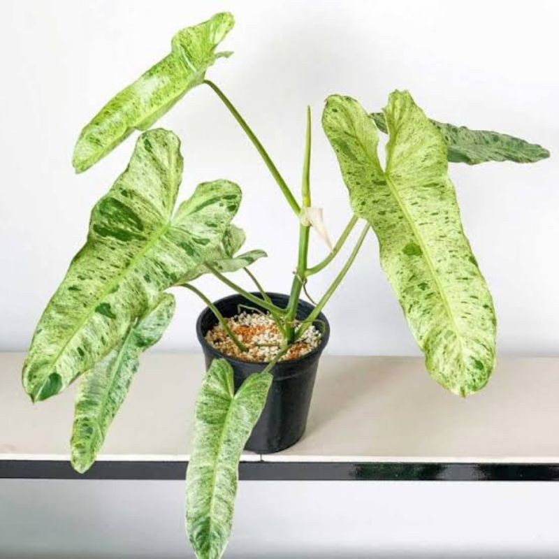 Tanaman hias philodendron parasio Verde - Philo verde