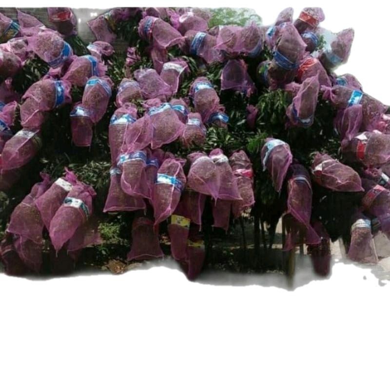 10 karung bawang brongsong kelengkeng karung pelindung