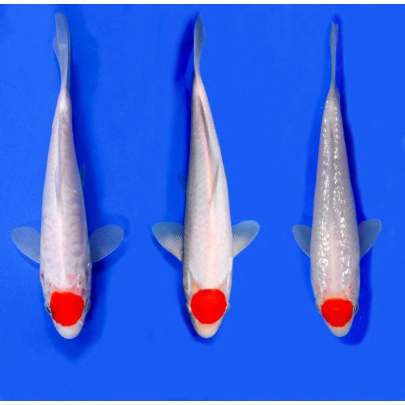 Promo gacormen LIMITED EDITIONIkan koi tancho uukuran 15-20 cm blitar gradeA