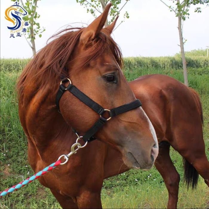 Perlengkapan Tali Kekang Kepala Kuda/Tali Kekang Kuda/Tali Bridle Kuda