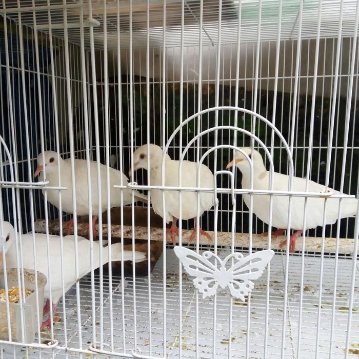 burung puter albino mata merah sepasang
