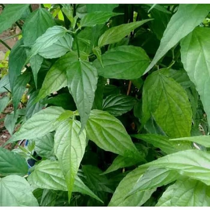 

500gram DAUN BELALAI GAJAH SEGAR/KALINGSIR SEGAR LANGSUNG PETIK/HERBAL