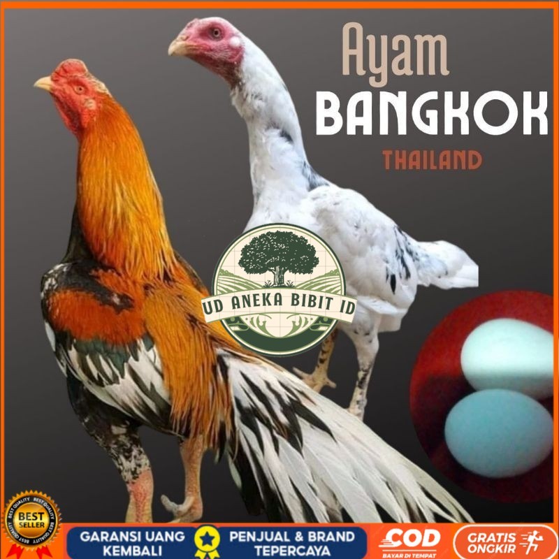 

telur ayam bangkok petarung bisa untuk di tetaskan UD ANEKA BIBIT ID