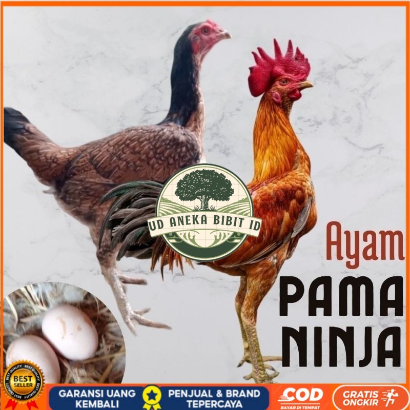 

telur ayam pama ninja original untuk di tetaskan UD ANEKA BIBIT ID