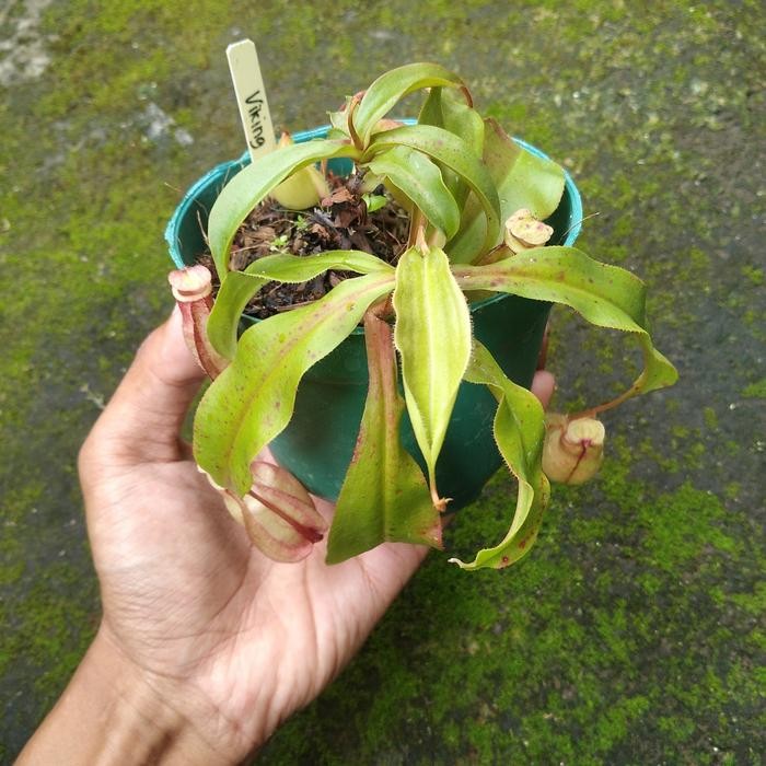 Nepenthes Viking Hybrid - A03 (2 cabang)