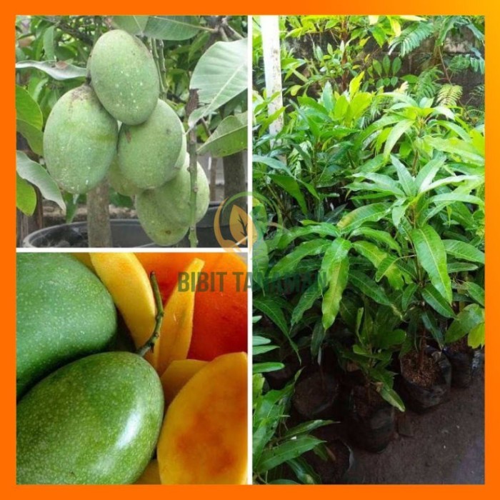 bibit mangga manalagi super genjah