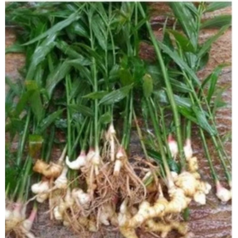 

Bibit jahe super . pres siap tanam / tangkai