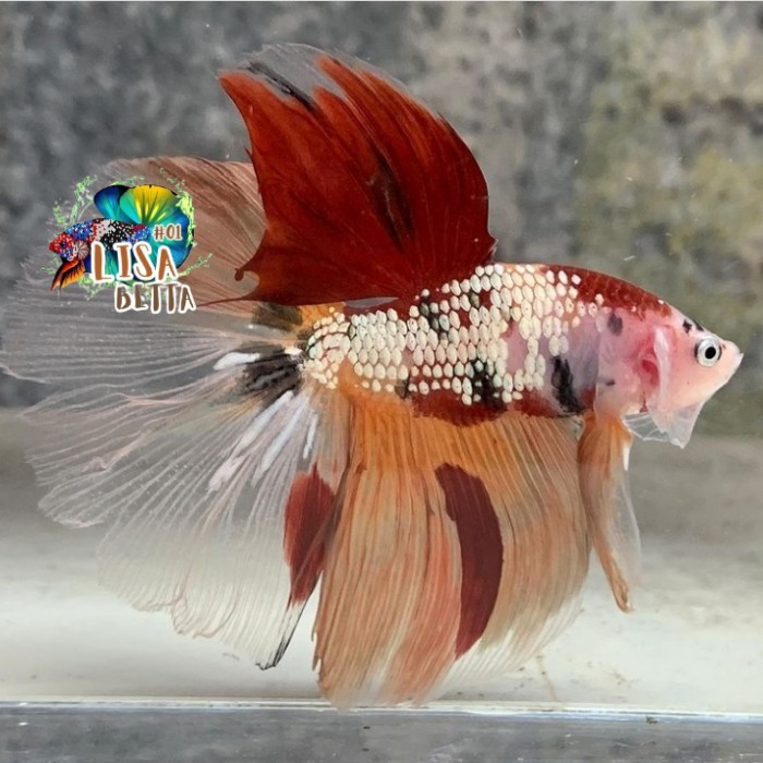 Hiasan soliter ikan cupang halfmoon nemo cooper gold jantan medium kebutuhan aquarium