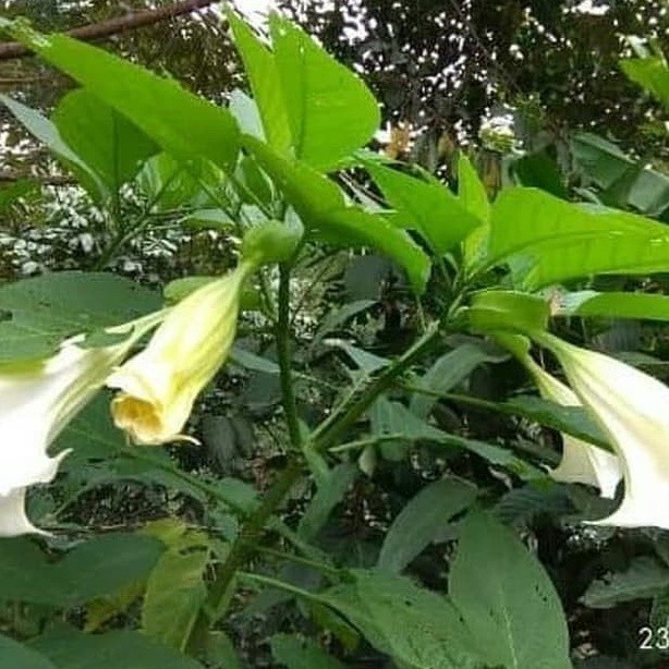 

termurah Daun kecubung segar 1 kg - fresh