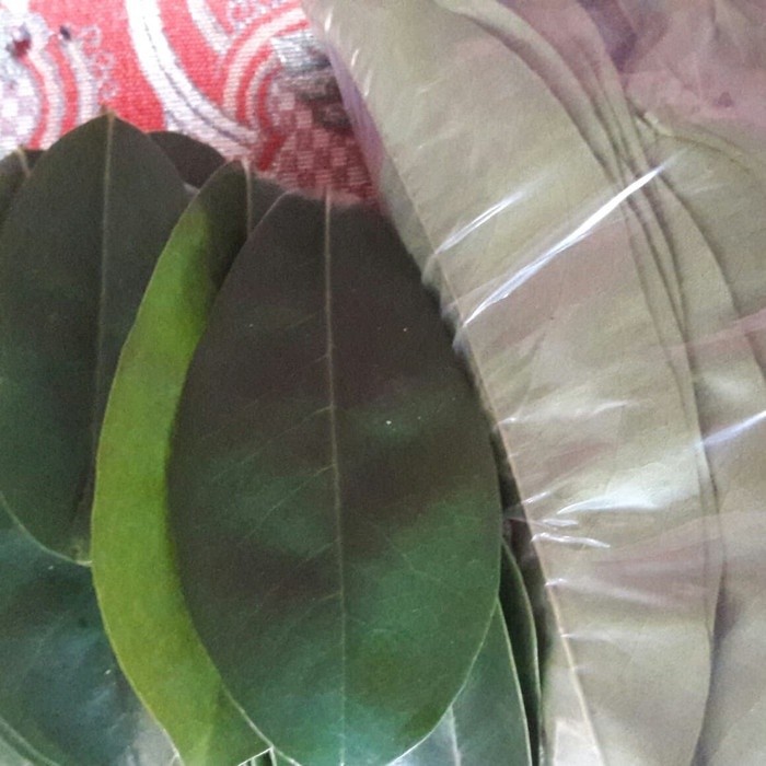 

Promo COD Daun sirsak tua segar 500 gram fresh