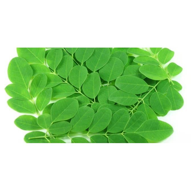 

Promo Daun Kelor Segar Langsung petik