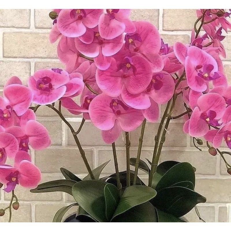 ANGGREK DENDROBIUM-Seedling BUNGA HIAS//SEEDLING ANGGREK