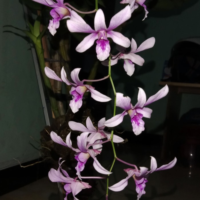 Anggrek Dendrobium Albertine