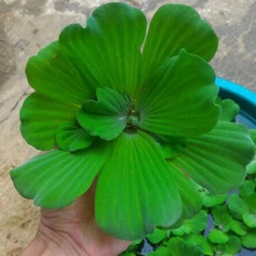 Tanaman Air Apung Kapu kapu Mawar