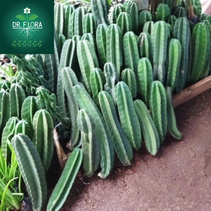 tanaman kaktus koboi belimbing - kaktus