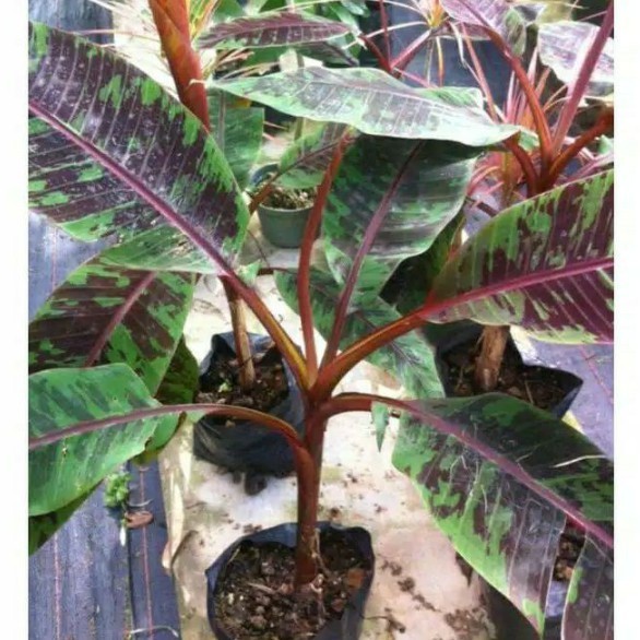 Tanaman pisang hias merah / banana blood / pisang varigata merah asli tanaman hias pisang merah