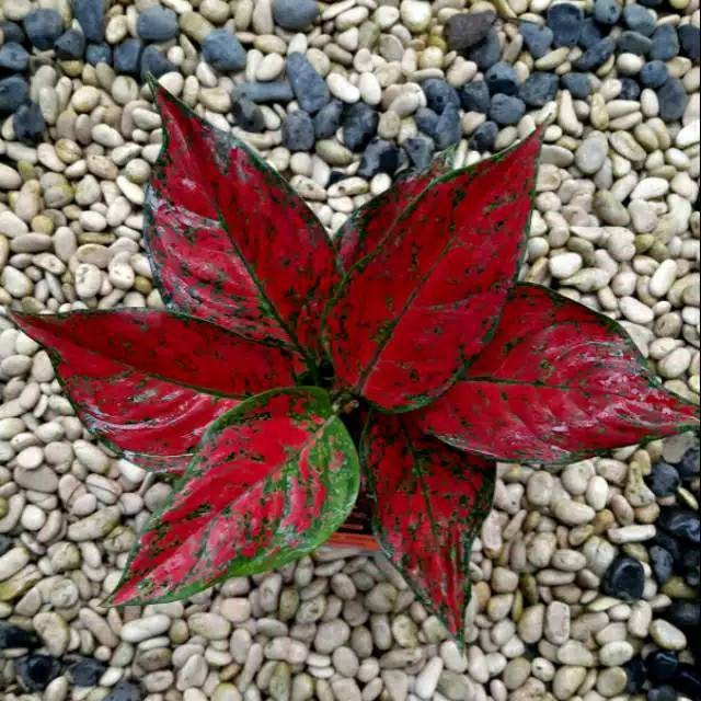 Tanaman hias pot - aglaonema red king