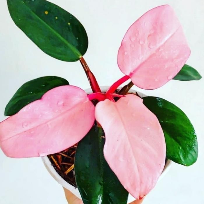tanaman hias philodendron pink congo langka
