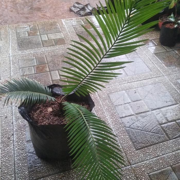 tanaman hias palem sikas / pohon palem / palem sikas