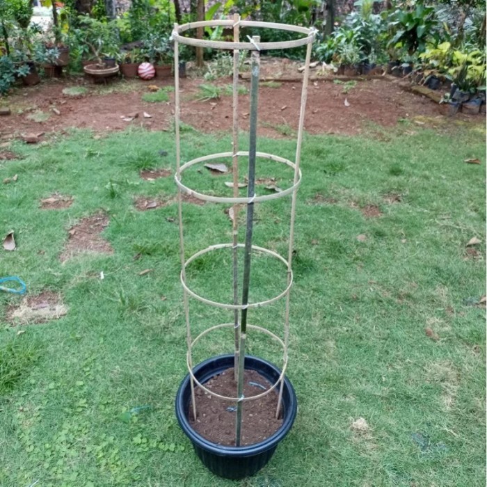 Paket 1 Set  bambu ajir/Ajir Penyangga Tanaman Melingkar/Rambatan 150x30