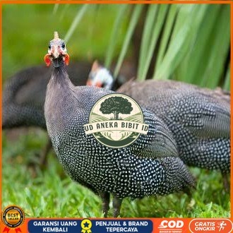 

Telur ayam mutiara hias fertil asli siap ditetaskan - ayam mutiara UD ANEKA BIBIT ID