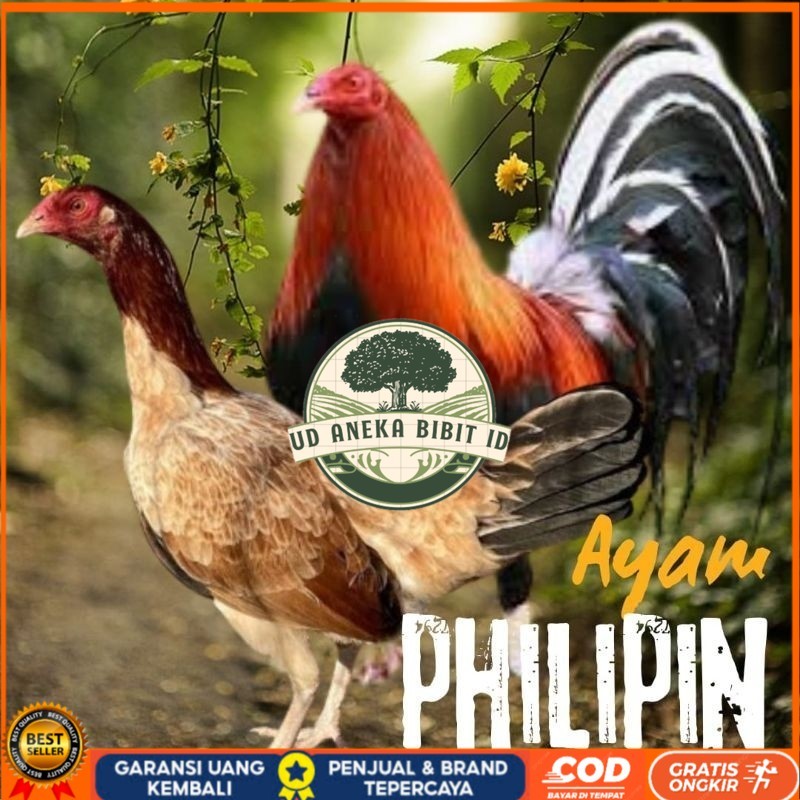 

telur ayam philipin import AK47 bisa untuk di tetaskan UD ANEKA BIBIT ID