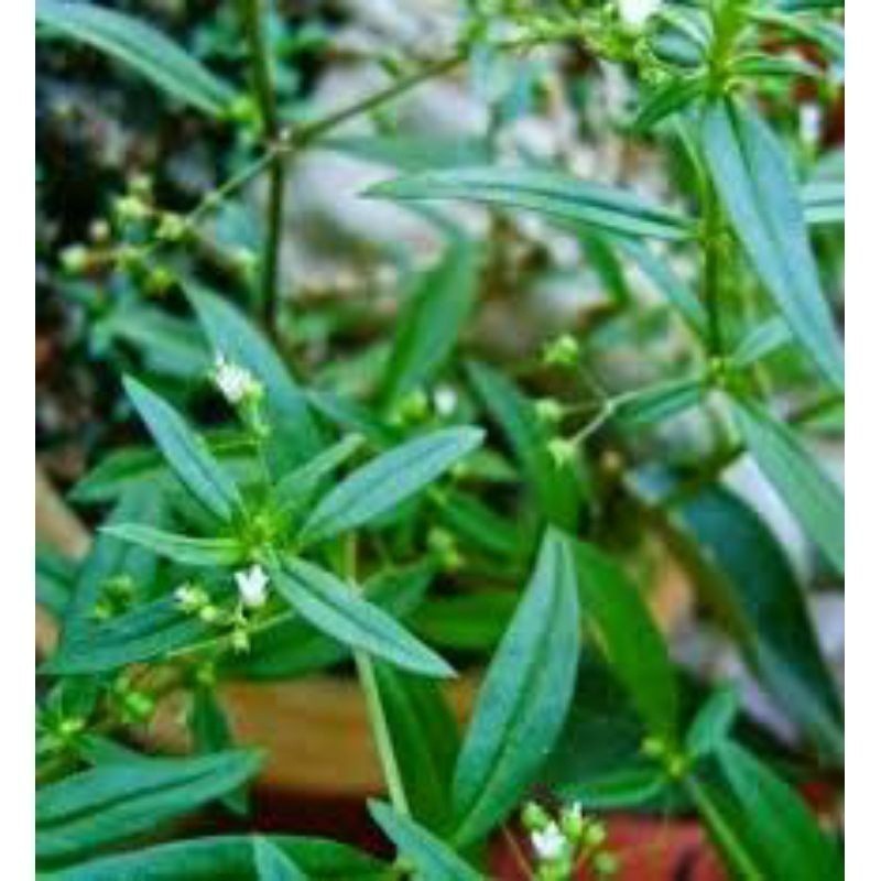 

New Promo Rumput Mutiara 100 gram - Shui Xian Ciao Segar-Herbal kanker fresh Pucuk_Ibun_96
