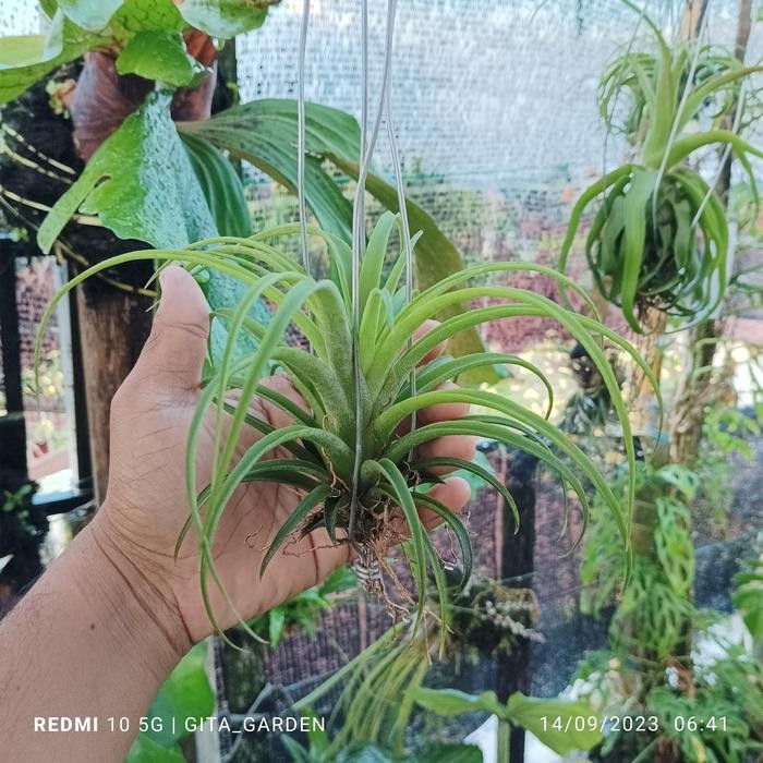 tillandsia ionanta x capitata