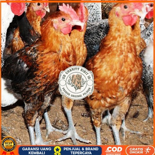 

Telur ayam elba petelur handal fertil asli siap ditetaskan - telur-ayam-elba UD GHANIYY BIBIT ID