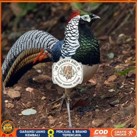 

Telur ayam hias ringneck lady amherst pheasant fertil asli UD GHANIYY BIBIT ID