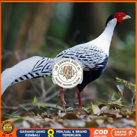 

Telur ayam hias ringneck silver pheasant fertil asli UD GHANIYY BIBIT ID