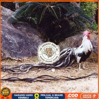 

Telur ayam hias onagadori ekor panjang fertil asli siap ditetaskan - ayam onagadori UD GHANIYY BIBIT ID